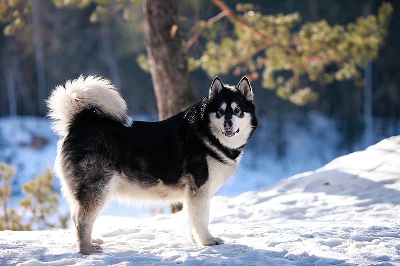 Perros más grandes y fuertes Alaska Malamute