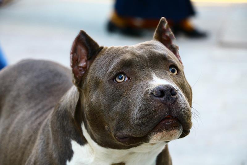 Perros más grandes y fuertes American Bully