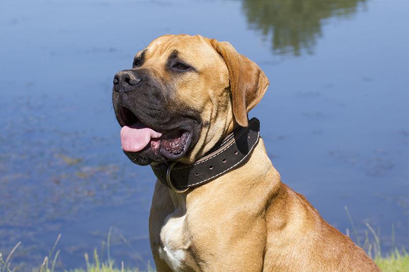 Perros más grandes y fuertes Boerboel