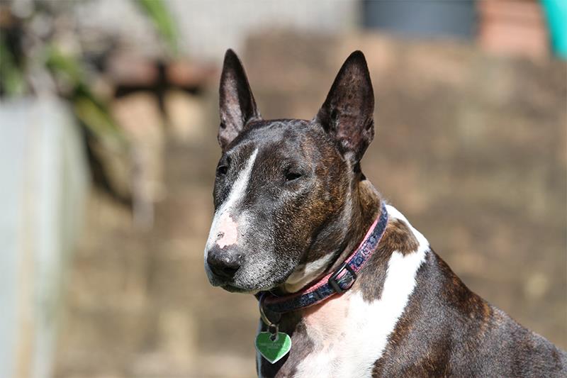 Perros más grandes y fuertes Bull Terrier