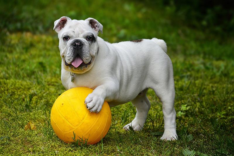 Perros más grandes y fuertes Bulldog