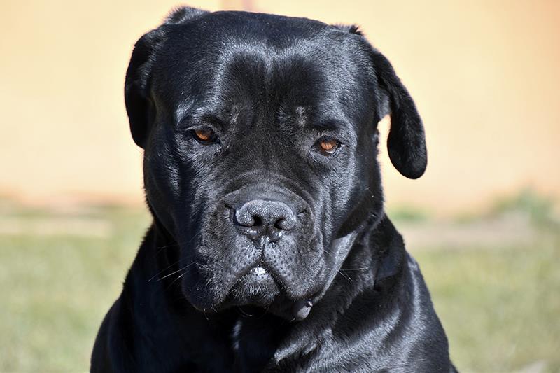 Perros más grandes y fuertes Cane corso