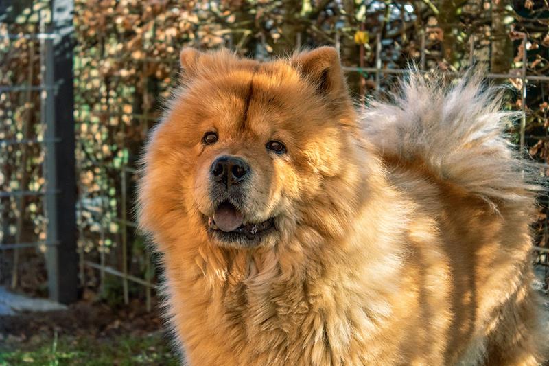 Perros más grandes y fuertes Chow chow