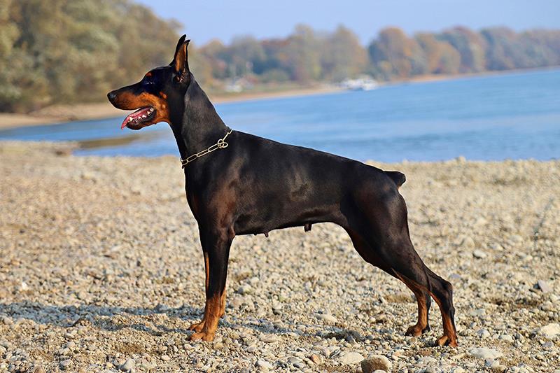 Perros más grandes y fuertes Doberman