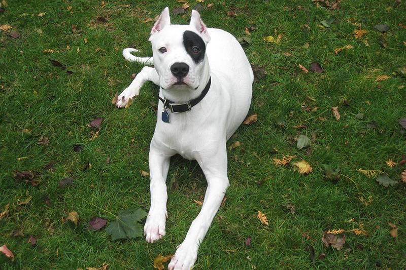 Perros más grandes y fuertes Dogo Argentino