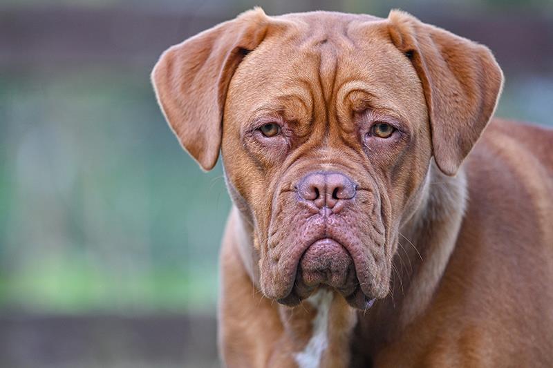 Perros más grandes y fuertes Dogo de Burdeos