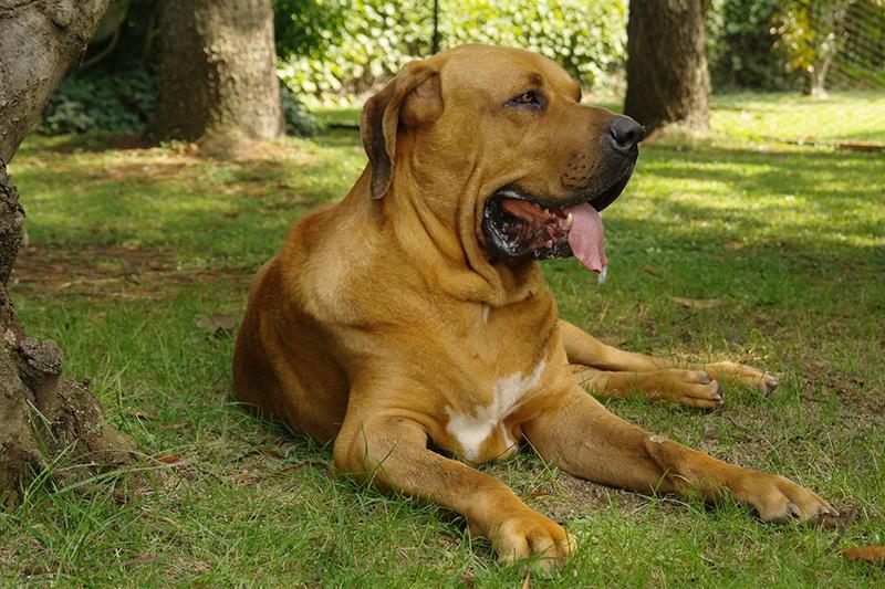 Perros más grandes y fuertes Fila Brasileiro