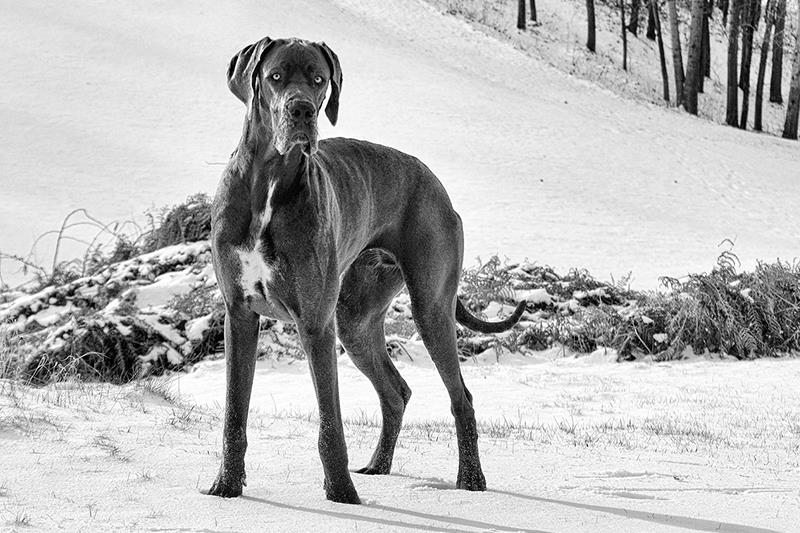 Perros más grandes y fuertes Gran Danes