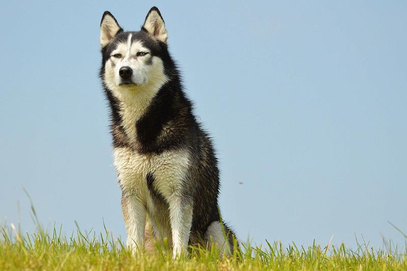 Perros más grandes y fuertes Husky Siberiano