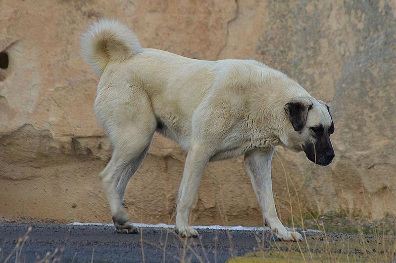 Perros más grandes y fuertes Kangal Turco