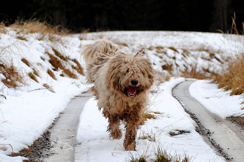 Perros más grandes y fuertes Komondor