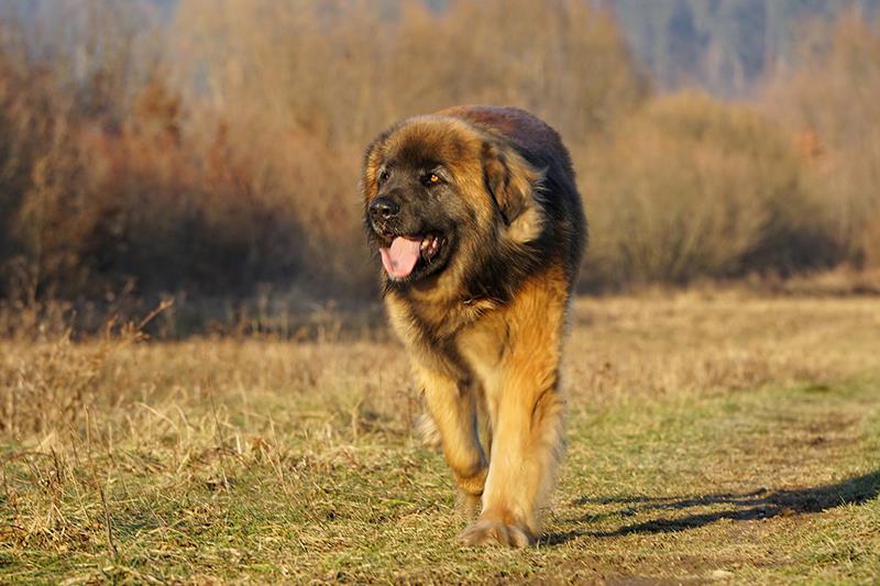 Perros más grandes y fuertes Leonberger