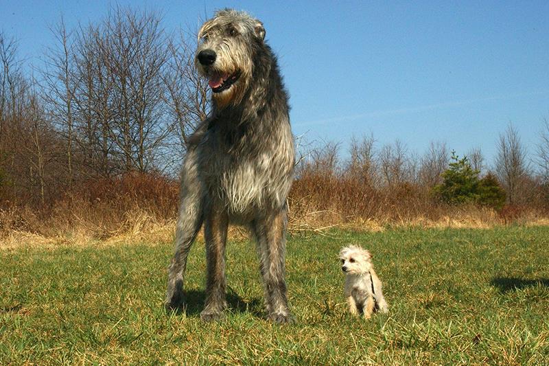 Perros más grandes y fuertes Lobero Irlandés