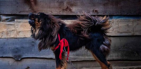 Perros más grandes y fuertes Mastín Tibetano