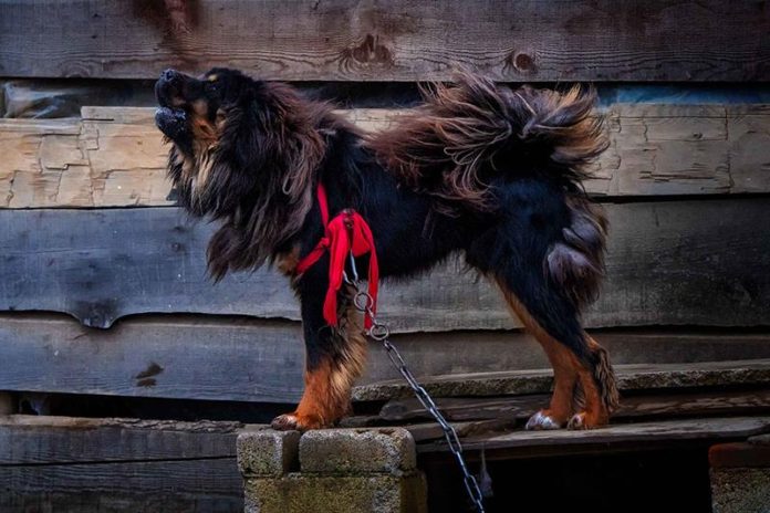 Perros más grandes y fuertes Mastín Tibetano