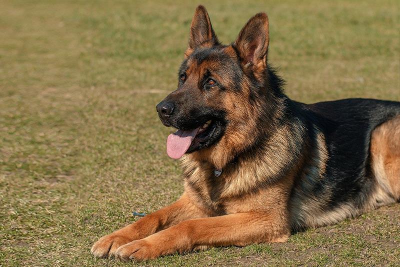 Perros más grandes y fuertes Pastor Alemán