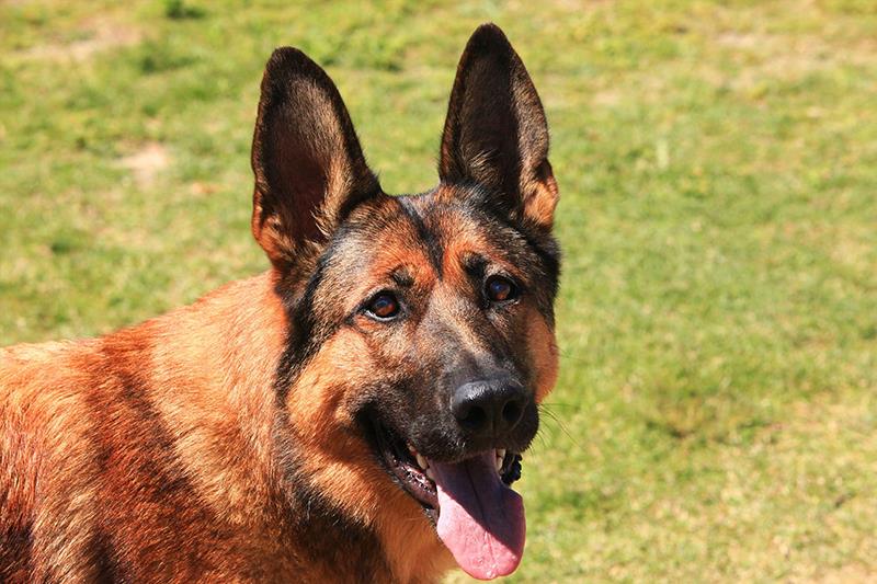 Perros más grandes y fuertes Pastor Belga