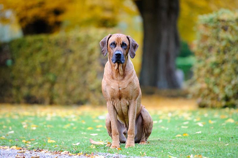 Perros más grandes y fuertes Perro Crestado Rodesiano