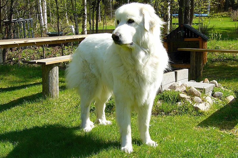 Perros más grandes y fuertes Perro de Montaña de los pirineos