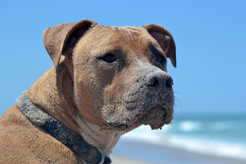 Perros más grandes y fuertes Pitbull