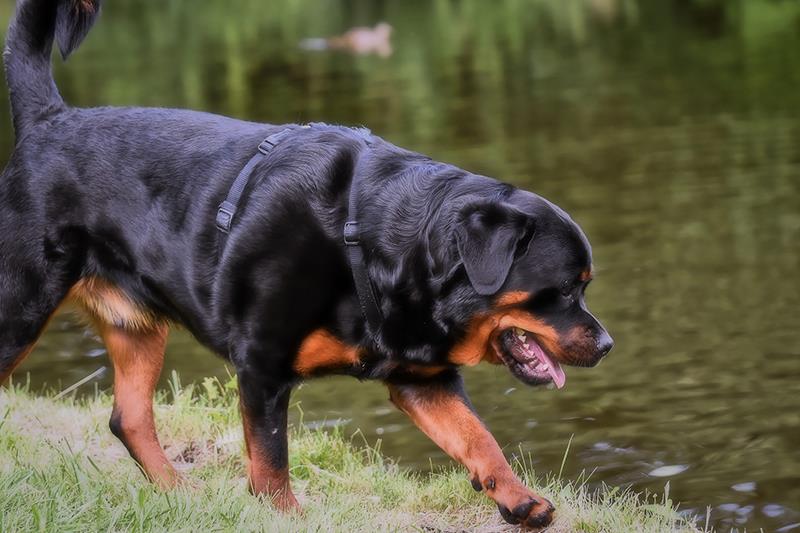 Perros más grandes y fuertes Rottweiler