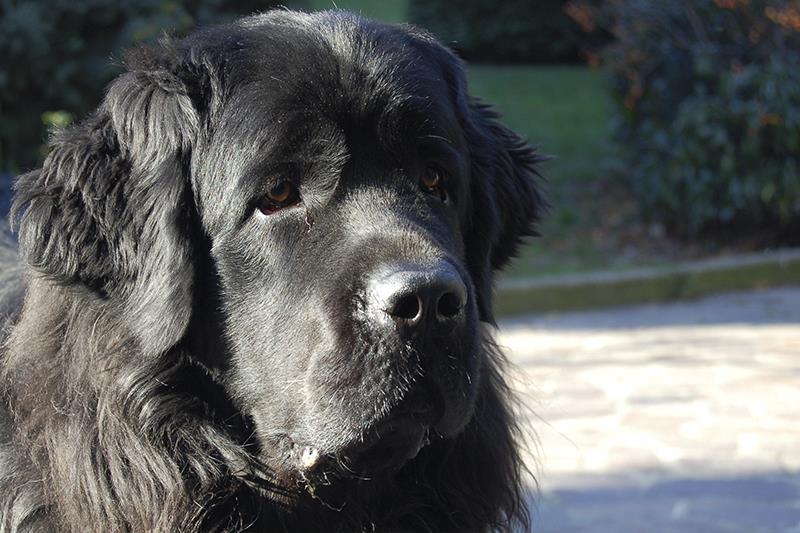 Perros más grandes y fuertes Terranova