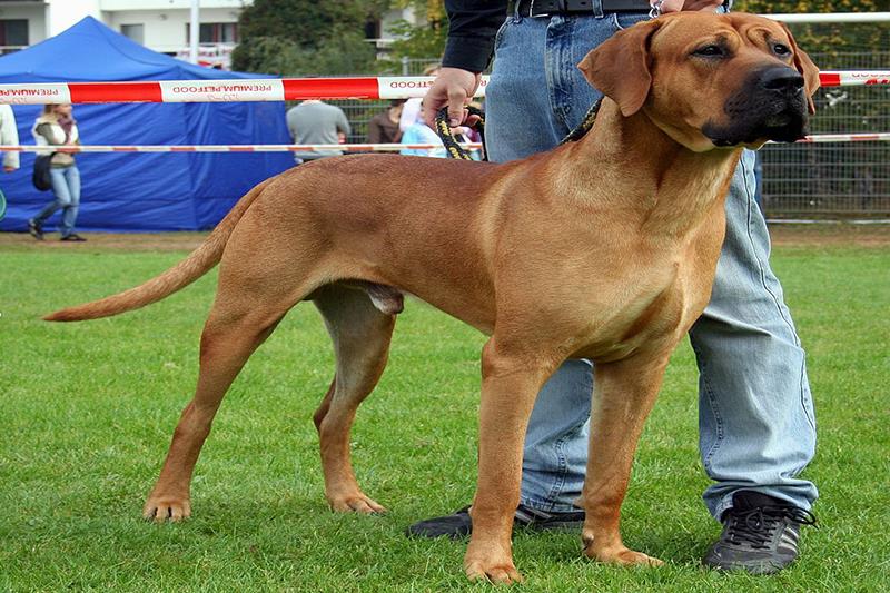 Perros más grandes y fuertes Tosa Inu